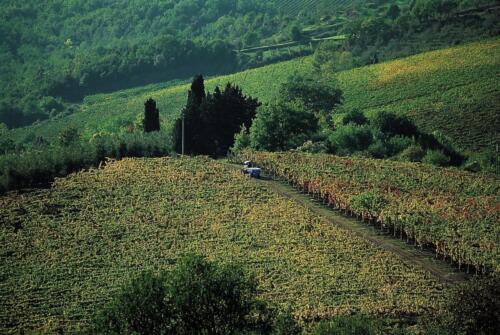 Vineyards